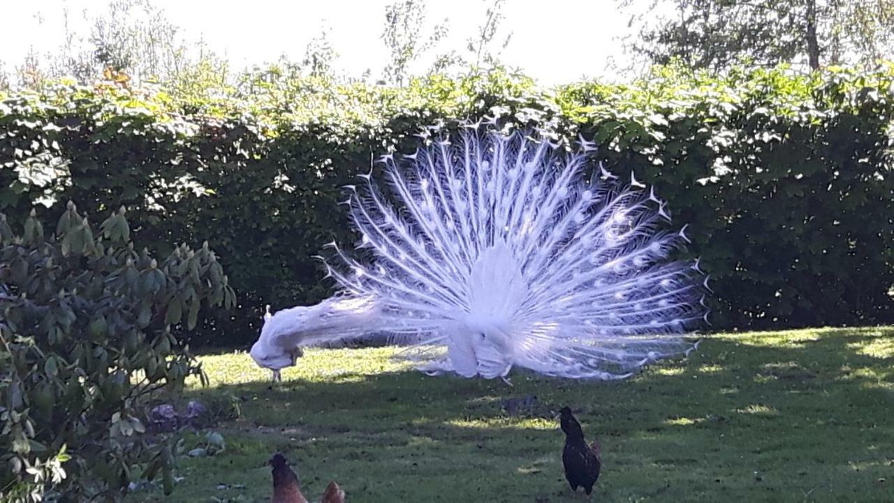 Pauwenstee Villa Stolwijk Kültér fotó